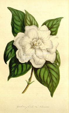 Gardenia Jasminoides, Flowers Drawing, Antique Illustration