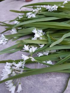 some white flowers are laying on the ground