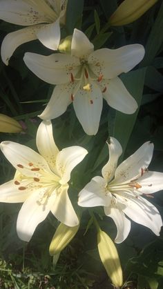 three white lilies are blooming in the sun