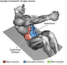 the muscles are highlighted in this diagram