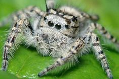 a large spider sitting on top of a green leaf