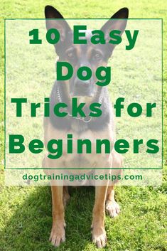 a dog sitting in the grass with text overlay reading 10 easy dog tricks for beginners