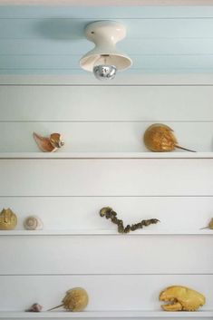 there are many sea shells on the shelves in this room, including one shell and two seashells