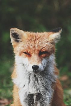 a red fox sitting in the grass with its eyes closed