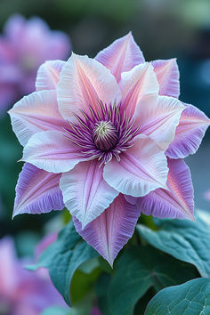 Clematis Flower Beauty