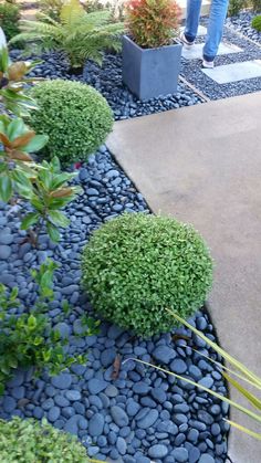 a person standing in the middle of a garden with rocks and plants on either side