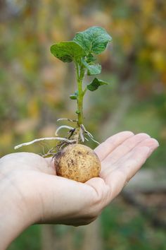 a hand holding a small potato plant in it's palm, with the roots still attached