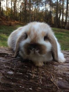 a small rabbit sitting on top of a log