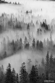 a black and white photo of trees in the fog