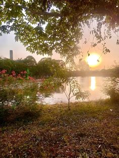 the sun is setting over a body of water with trees and flowers in front of it