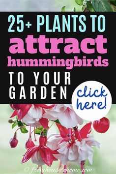 25+ Plants to Attract Hummingbirds To Your Garden Lawn Ideas, Bird Ideas, Flower Varieties