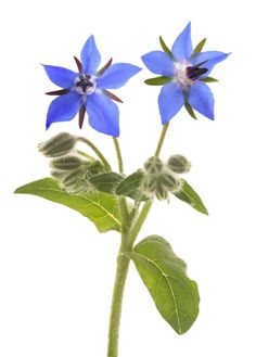 two blue flowers with green leaves against a white background