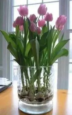 pink tulips are in a clear vase on a wooden table near a window