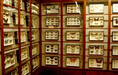 a room filled with lots of framed butterflies