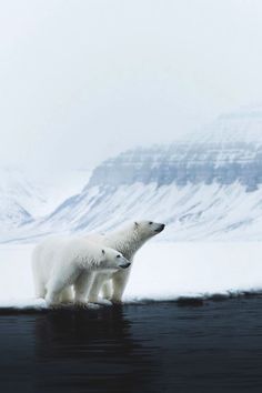 two polar bears standing in the water near some snow covered mountains and ice floes