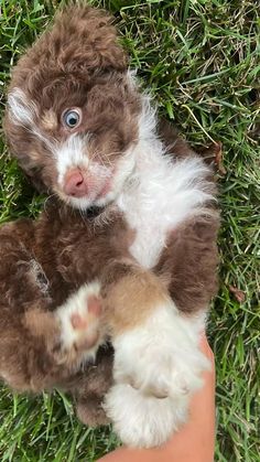 a small brown and white puppy sitting on top of a person's hand in the grass