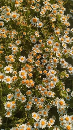 many white and orange daisies in a field