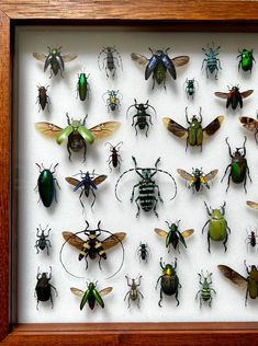 a framed display of bugs and other insect species in various colors, sizes and shapes