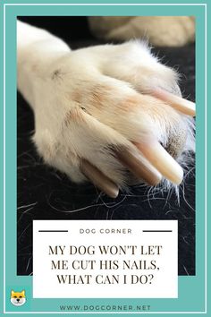 a dog's paw with the words, my dog won't let me cut his nails what can i do?