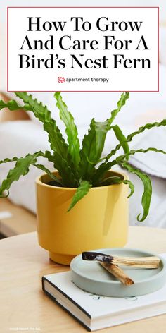 a potted plant sitting on top of a table next to a book and pen