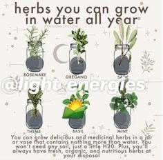 an image of herbs growing in water all year around the world with caption that says herbs you can grow in water all year