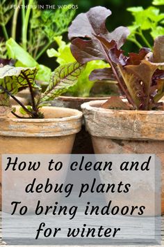 three potted plants with the words how to clean and debug plants