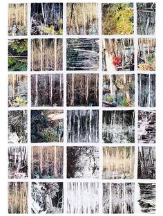 many different images of trees and water