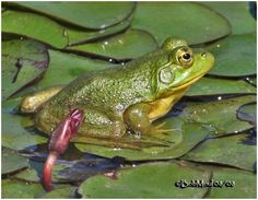 a green frog sitting on top of lily pads