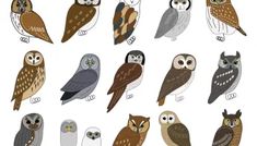 an image of many owls in different colors