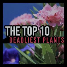 the top 10 deadiest plants