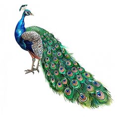 a drawing of a peacock with its feathers spread out and it's tail extended