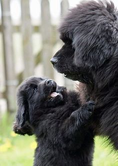 two black dogs playing with each other in the grass