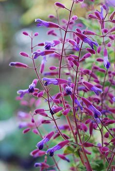 purple flowers are blooming in the garden