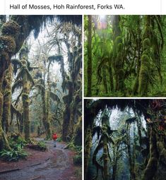 three pictures of trees covered in moss and one has a person walking down the path