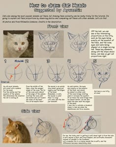 how to draw a cat's head step - by - step instructions for beginners