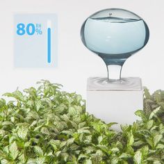 a glass vase sitting on top of a white box surrounded by green plants and foliage