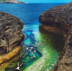 several birds flying over the water in front of some rocks and blue ocean with green algae