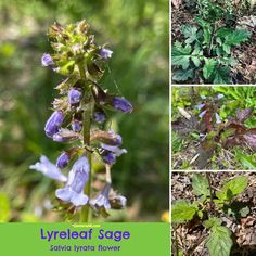 several different types of plants growing in the woods