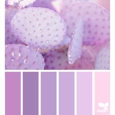 a color palette with pink and purple hues