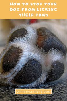 How to Stop Your Dog From Licking Their Paws | Does your dog like to like their paws a lot but you're not sure why? We've put together this guide on how to stop your dog from licking their paws! Dogs Sketch, Dog Paw Care, Dogs Accessories, Paw Care, Dog Smells, Fancy Dog, Dog Ideas, Dog Care Tips