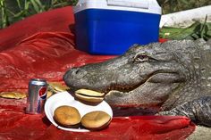 an alligator is eating donuts from a plate on the ground next to a cooler