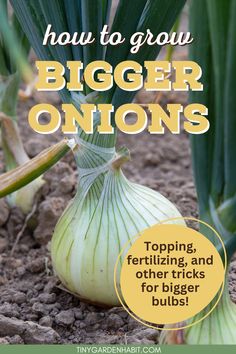 onions growing in the ground with text overlay that says how to grow bigger onions