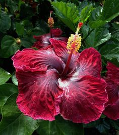 a large red flower with green leaves around it