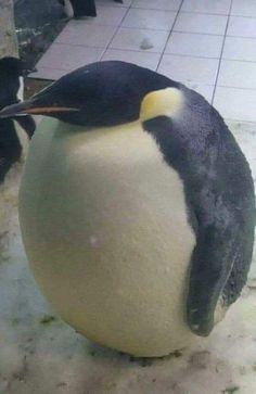 a penguin is sitting on top of a ball in the middle of an indoor area