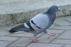 a pigeon standing on the ground next to some steps