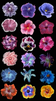 many different colored flowers on a black background