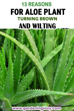 aloea plants with text that reads 13 reasons for aloe plant turning brown and wilting