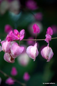 some pink flowers are hanging from a branch