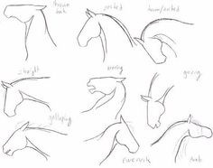 how to draw horses head and neck with different poses for each horse's head