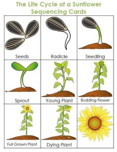 the life cycle of a sunflower seeding cards for kids and adults, with instructions to